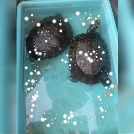 Tatil Evi House Silvia & Nuno's *