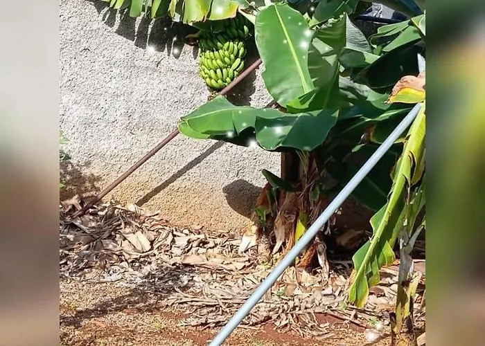 Vakantiehuis House Silvia & Nuno's Machico (Madeira)