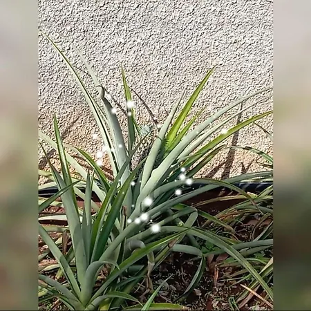 House Silvia & Nuno's בית נופש