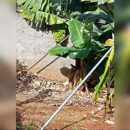 Feriehus House Silvia & Nuno's Machico (Madeira)