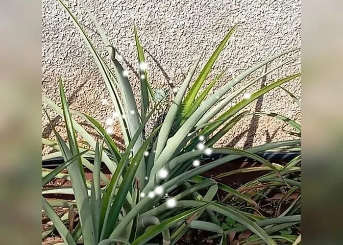 House Silvia & Nuno's Prázdninový dům