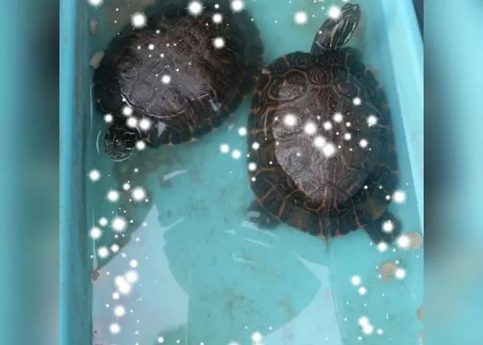 Semesterbostad House Silvia & Nuno's *